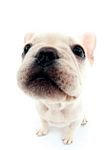 pic for French Bulldog